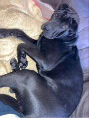 Photo de Shadow