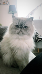 Photo de Alvin