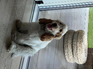Tango