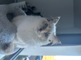 Tina