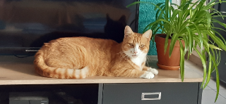 Photo de Popote