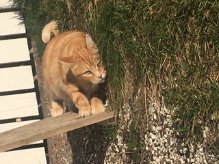 Photo de Kiki