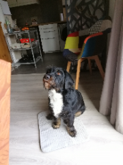 Photo de Nemo