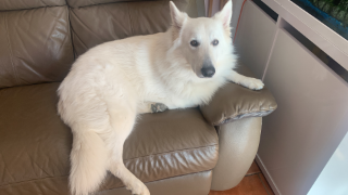 Photo de Onix