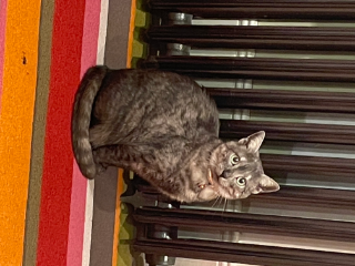 Photo de Luna