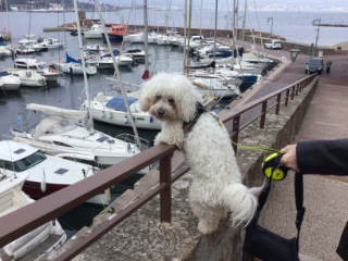 Photo de Roméo