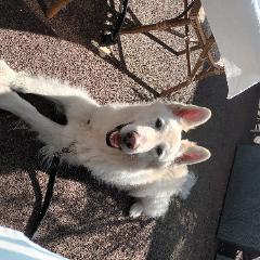 LOKI