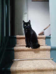 Photo de Mocha