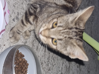 Nala