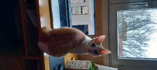 Photo de Minnie