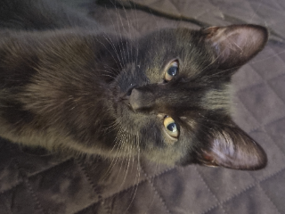 T'challa