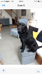 Stella