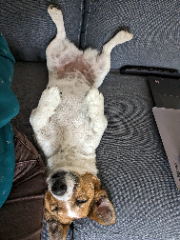 Nova
