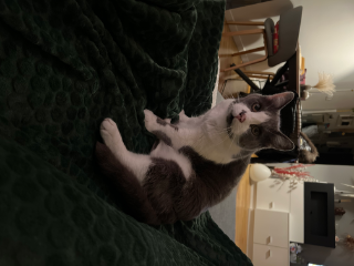 Photo de Scruffy