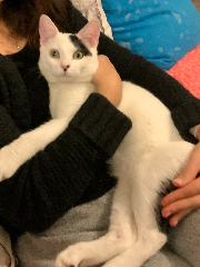 Photo de Comète