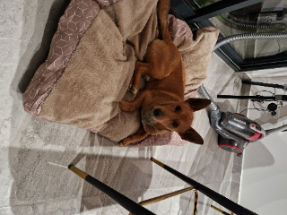 Photo de Simba