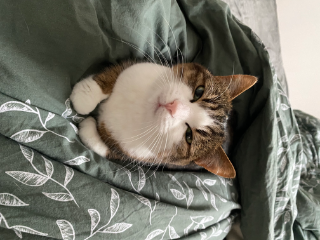 Noisette