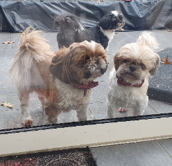 Photo de Fifo (à droite)