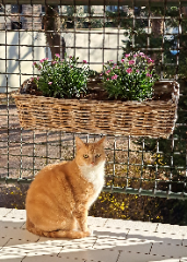 Photo de Noisette