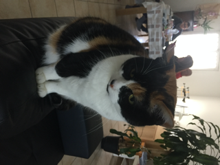 Photo de Cookie