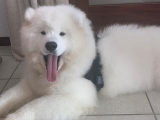 Photo de Snow