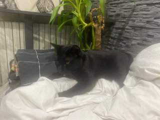 Photo de Cookie