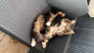 Photo de Oscar