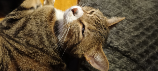 Tigrou