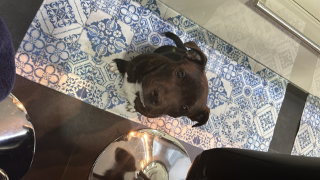Photo de Tyson