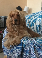 Photo de Olaf