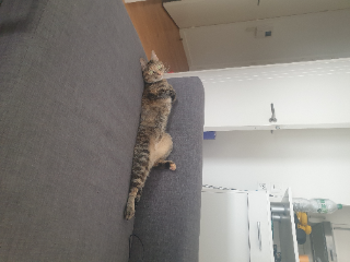 Photo de Cookie