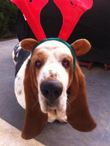 Photo de droopy