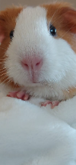 CANNELLE