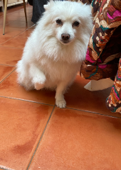 Photo de Nouchka