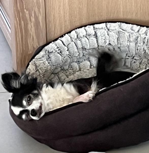 Photo de Holly
