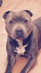 Photo de Iron
