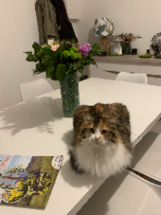 Miya