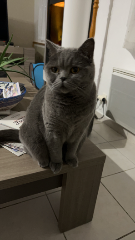 Photo de Pepita