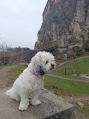 Photo de Scylla