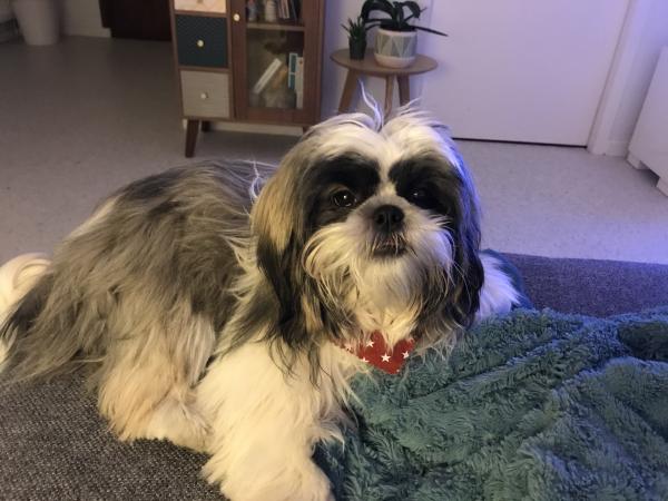Photo de Tiki