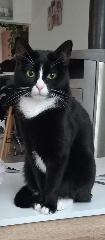 Nala