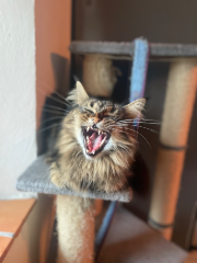 Photo de Oggy