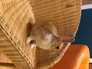 Rico