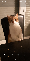 MILO