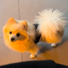 Photo de Kooky