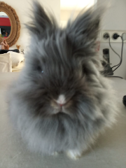 Photo de LULU