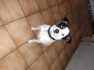 Oggy