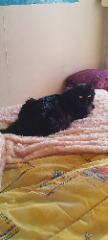 Filou