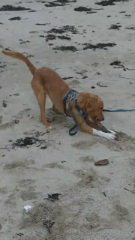 Roxy