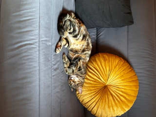 Photo de Cookie